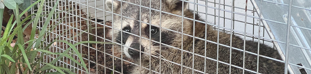 Read our blog today to learn more about effective wildlife control marketing and generating leads!