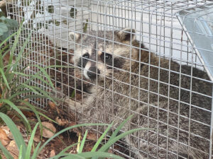 Learn effective wildlife control marketing and get more leads with our five recommended tips today!